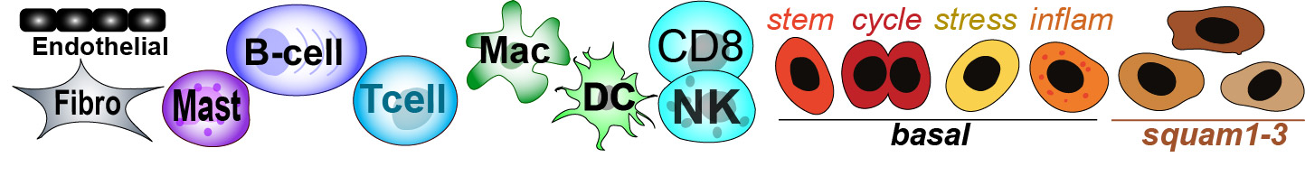Cell Type Diagram